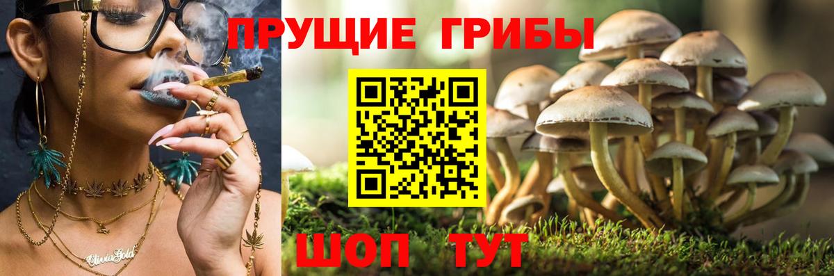 Галлюциногенные грибы Psilocybe  Вход с VPN  Нововоронеж 